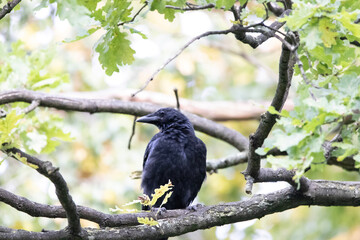 vulture perched on a tree