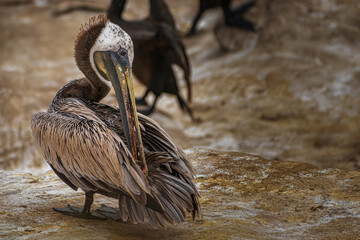 2021-12-01 A BROWN PELICAN PREENING IN LA JOLLA CALIFORNIA WITH A BLURRY BACKGROUND