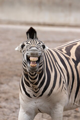 Fototapeta premium portrait of a zebra