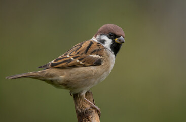 Eurasian Tree Sparrow, Burung-gereja erasia, Skovspurv, 麻雀, Feldsperling, pardal-montês, Moineau, スズメ, воробей, полевой воробей