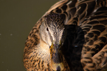 close up of a duck