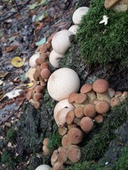 mushroom on the moss