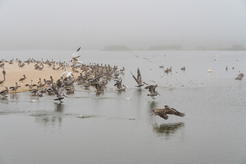 Foggy day on the river and flock of pelicans, California Central Coast