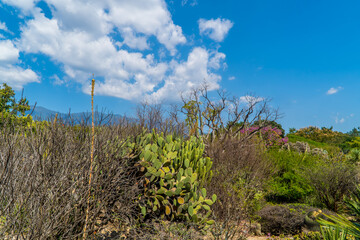 Obraz premium Plants, agave, and cacti in the Ethnobotanical Garden in Oaxaca, Mexico