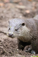 close up of a marmot
