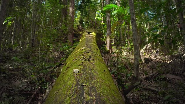 Huge fallen tree in rainforest of Queensland jungle. Mossu trunk and big roots