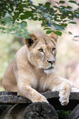 Fototapeta premium lion and lioness