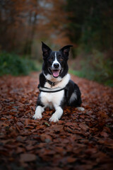 Cute border collie in the woods fall colors