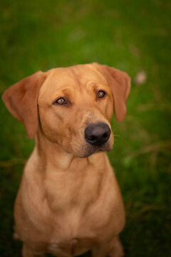 Fox Red Labrador Images Browse 399 Stock Photos Vectors And Video Adobe Stock