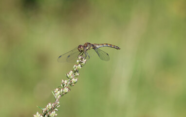 Große Heidelibelle - Common Darter