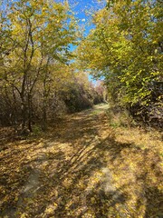 path in autumn forest