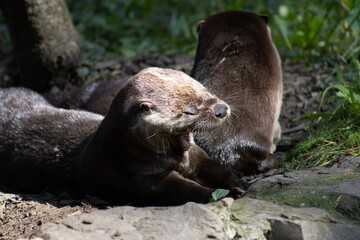 otter on the rock