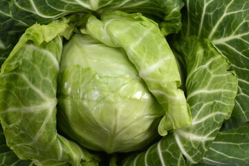 Fototapeta na wymiar Cabbage full screan background. Fresh green cabbage.