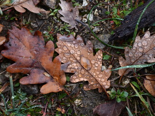 Fallen autumn leaves with raindrops on the ground. Moody background with shining drops of water on fallen brown autumn leaves of an oak tree on the ground on a november morning.