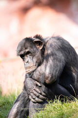 baboon sitting