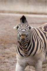Fototapeta na wymiar portrait of a zebra