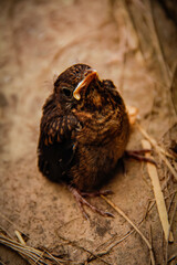 The chick