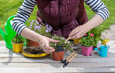 Gardener holding a pot with plant in garden and planting flowers in pot with dirt or soil