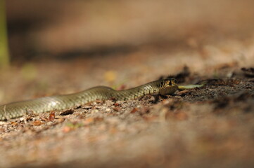 Grass snake. A non-poisonous snake that lives in Europe. Yellow spots on the back of the head are a hallmark.