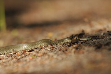 Grass snake. A non-poisonous snake that lives in Europe. Yellow spots on the back of the head are a hallmark.