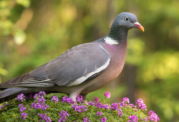 Вяхирь, лесной голубь, Common Wood Pigeon,  斑尾林鸽,  Ringe, ltaube, Pigeon ramier,  Ringdue, 