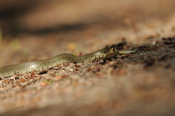 Grass snake. A non-poisonous snake that lives in Europe. Yellow spots on the back of the head are a hallmark.