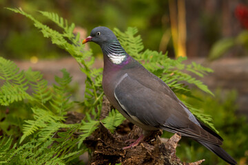 Вяхирь, лесной голубь, Common Wood Pigeon,  斑尾林鸽,  Ringe, ltaube, Pigeon ramier,  Ringdue, 