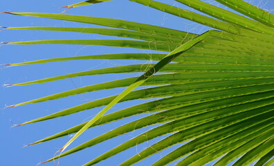 Closeup on green palm tree leaf on beautiful blue sky background