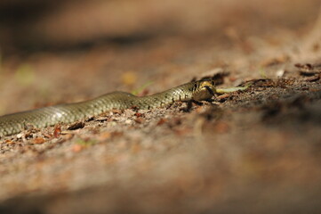 Grass snake. A non-poisonous snake that lives in Europe. Yellow spots on the back of the head are a hallmark.