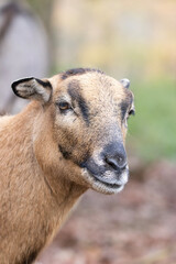 portrait of a sheep