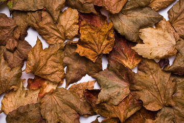 top view dry leaves background. autumn concept