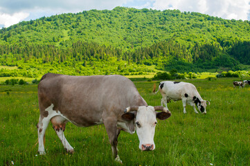 Naklejka na ściany i meble a beautiful cow on a pasture in the high mountains of a warm spring day on the background of birches
