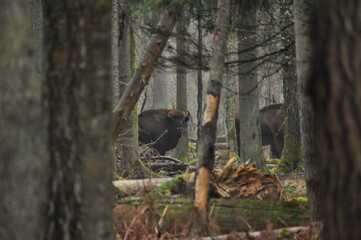 European bison in the forest in the Białowieża Primeval Forest. The largest species of mammal found in Europe. Ungulates living in herds. Endangered species.