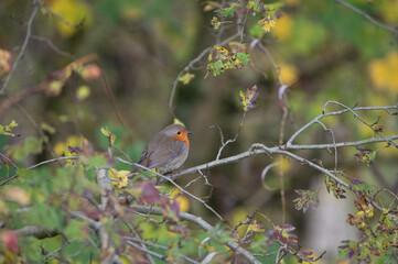 European robin sits on a branch