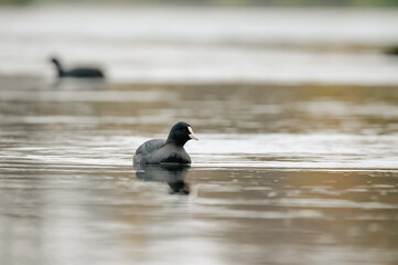 Coot swims relaxed in the water