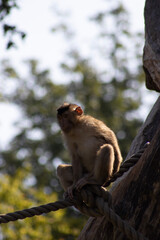 japanese macaque sitting on a tree