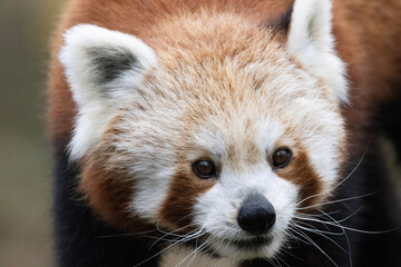 close up of panda