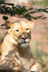 lion in the grass