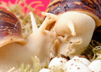 Two large brown snails close-up akhatin, akhatina is a giant African snail, Akhatina fulica,...