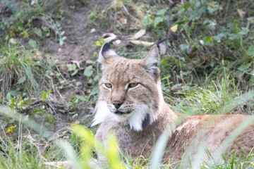 lynx in the grass