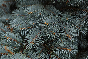 Naklejka na ściany i meble Background from branches of natural blue spruce