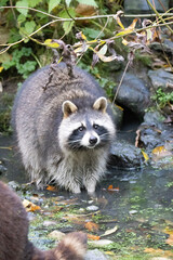 portrait of a racoon
