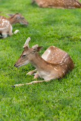 Deer dama