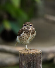 Owl Athene cunicularia 