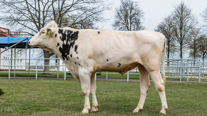 Tribal Bull on the farm. The white bull is a producer of the Holstein breed in the exhibition stand.