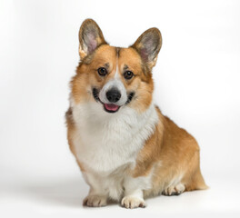 square portrait funny corgi dog puppy sits on a white isolated background and smiles