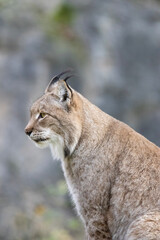 lynx