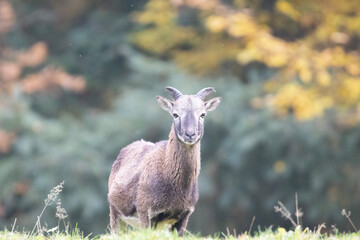 portrait of a goat