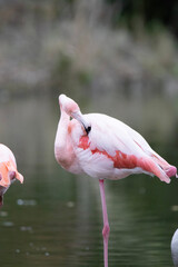 pink flamingo in the zoo