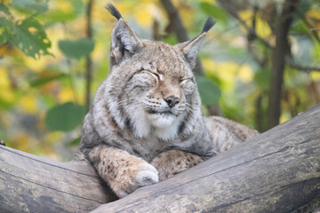 lynx in the woods